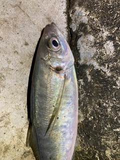 マアジの釣果