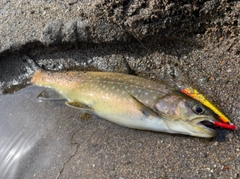 アメマスの釣果