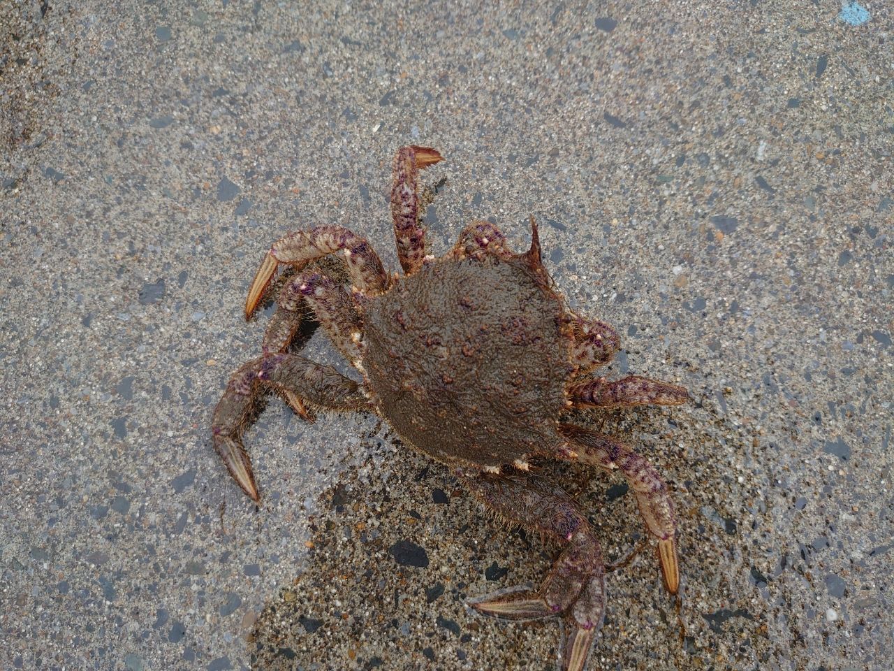 カニ