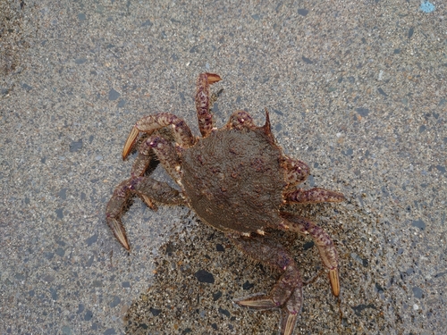 カニの釣果