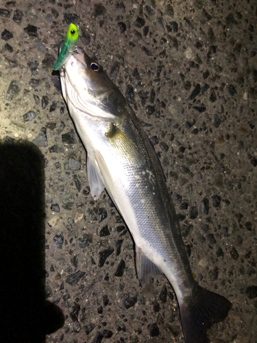 シーバスの釣果