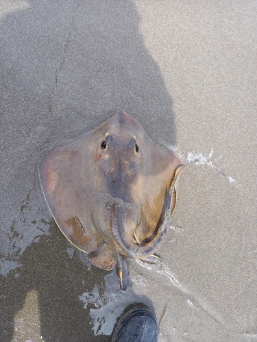 アカエイの釣果