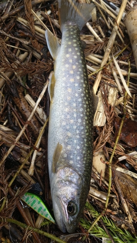 イワナの釣果