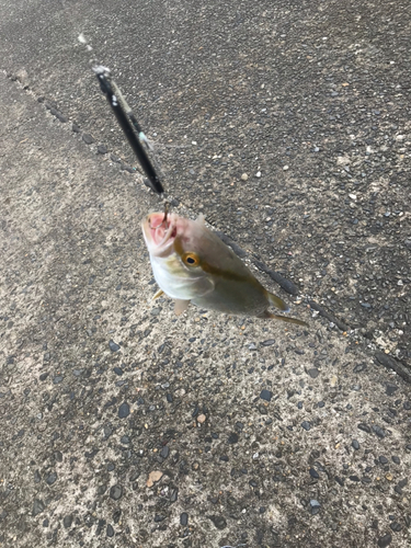 ショゴの釣果