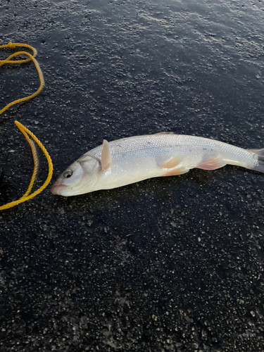 ウグイの釣果