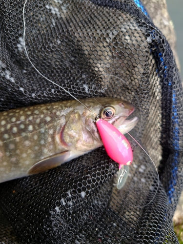 イワナの釣果