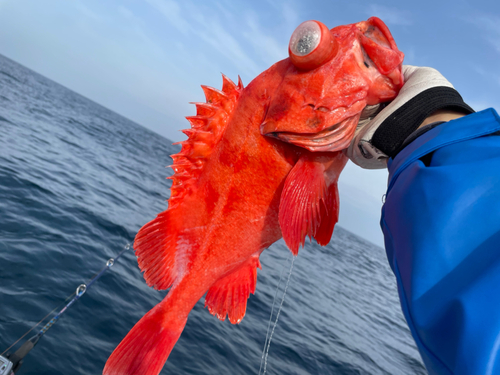 アコウダイの釣果