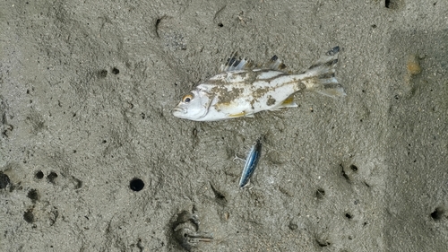 クワガナーの釣果