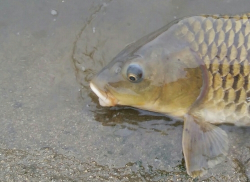 コイの釣果