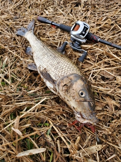 ニゴイの釣果