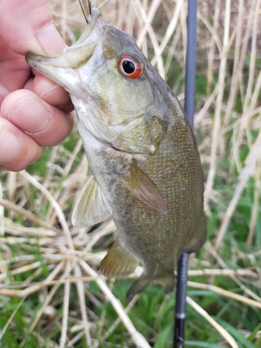 スモールマウスバスの釣果