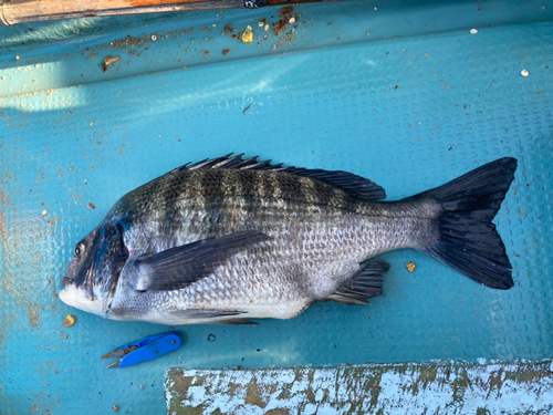 チヌの釣果