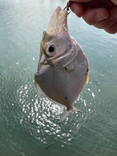 セイタカヒイラギの釣果