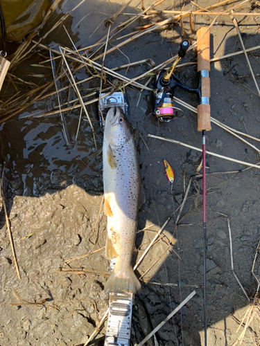 ブラウントラウトの釣果