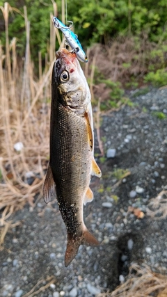 ウグイの釣果