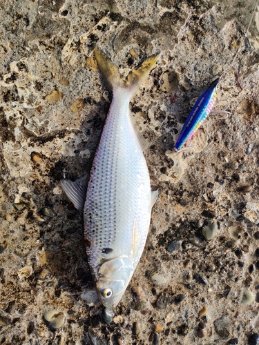 コノシロの釣果