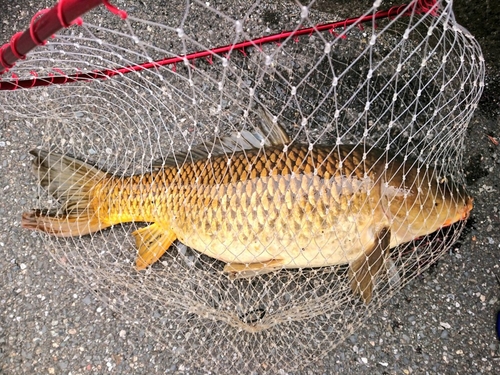 コイの釣果