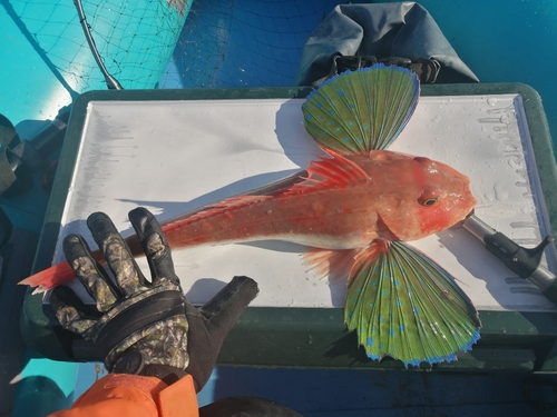 ホウボウの釣果