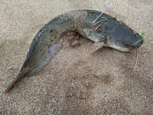 ナマズの釣果