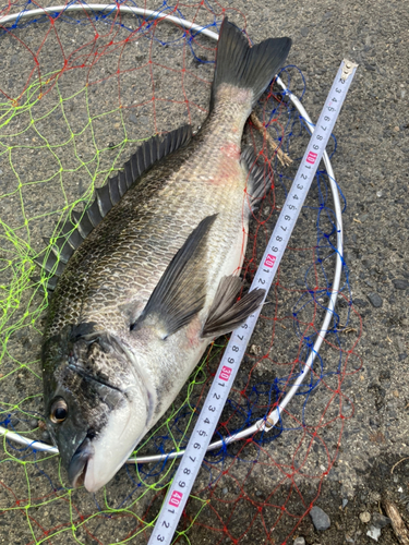 チヌの釣果