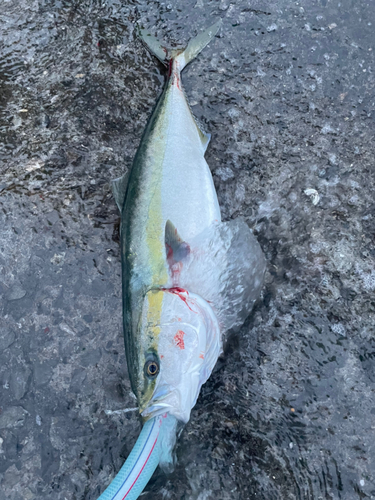 ハマチの釣果