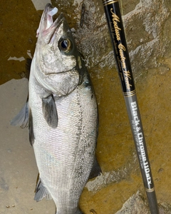 フッコ（ヒラスズキ）の釣果