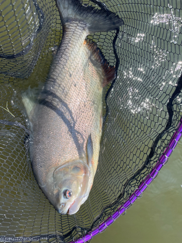 コロソマの釣果