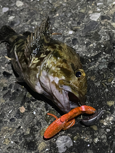 カサゴの釣果