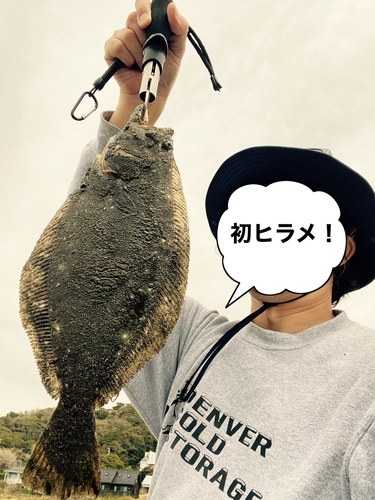 ヒラメの釣果