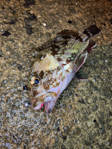 ガシラの釣果