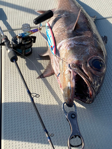 クロムツの釣果