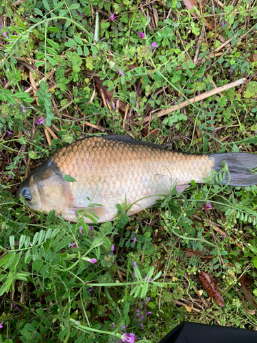 フナの釣果