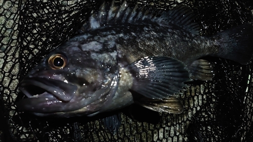 クロソイの釣果