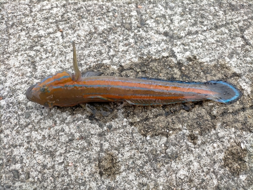 ニシキハゼの釣果