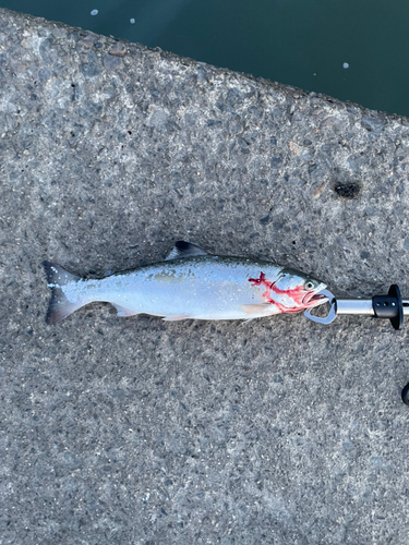 サツキマスの釣果