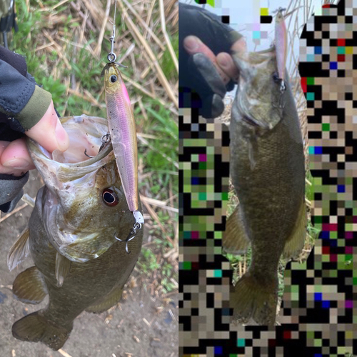 スモールマウスバスの釣果