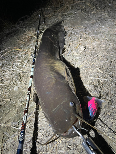 ナマズの釣果