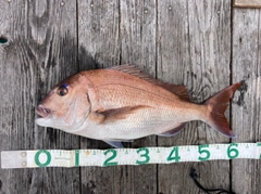 マダイの釣果