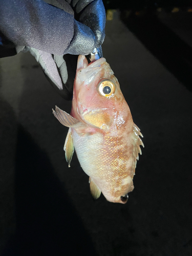 エゾメバルの釣果