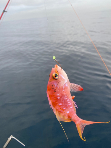 サクラダイの釣果