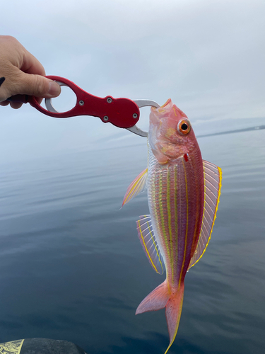 イトヨリダイの釣果