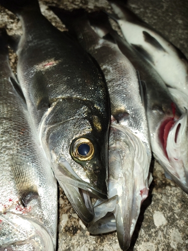 シーバスの釣果