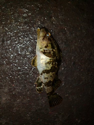 タケノコメバルの釣果