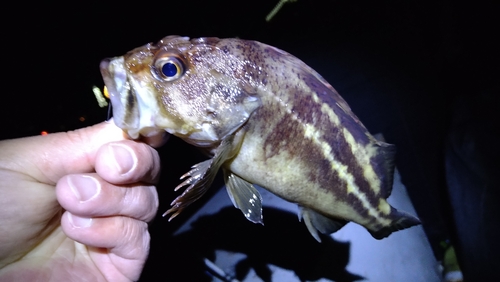 シマソイの釣果