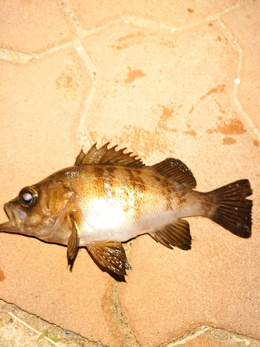 メバルの釣果