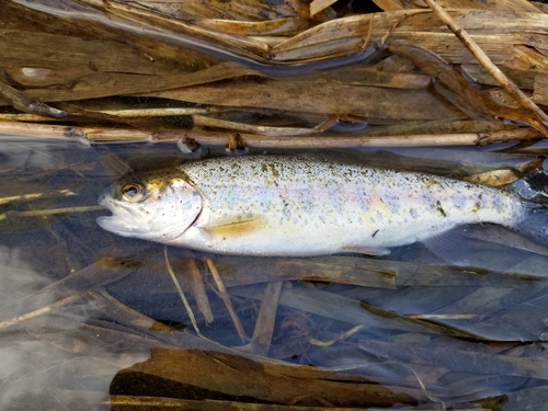 ニジマスの釣果