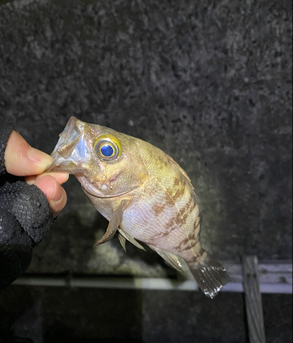 シロメバルの釣果