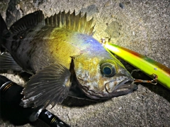 クロメバルの釣果