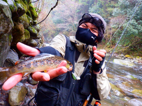 ブラウントラウトの釣果