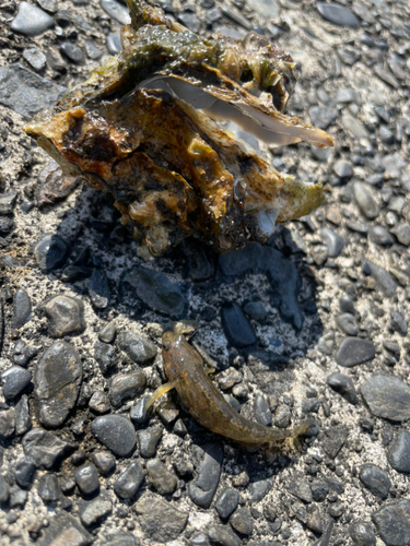 ハゼの釣果